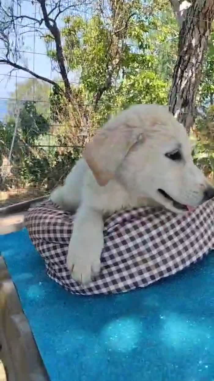 Rudolf splendido dolce cucciolo simil Labrador - media 7