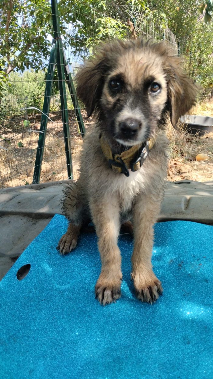 Raff splendido dolce cucciolo simil pastore - media 5