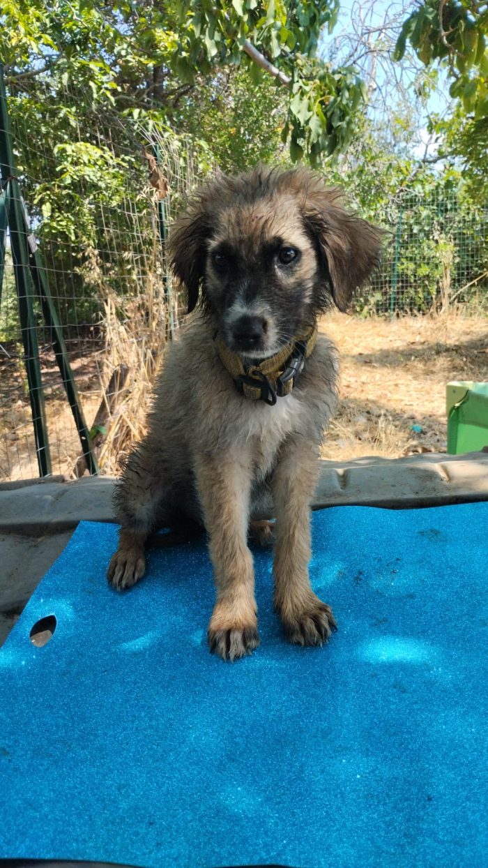 Raff splendido dolce cucciolo simil pastore - media 7