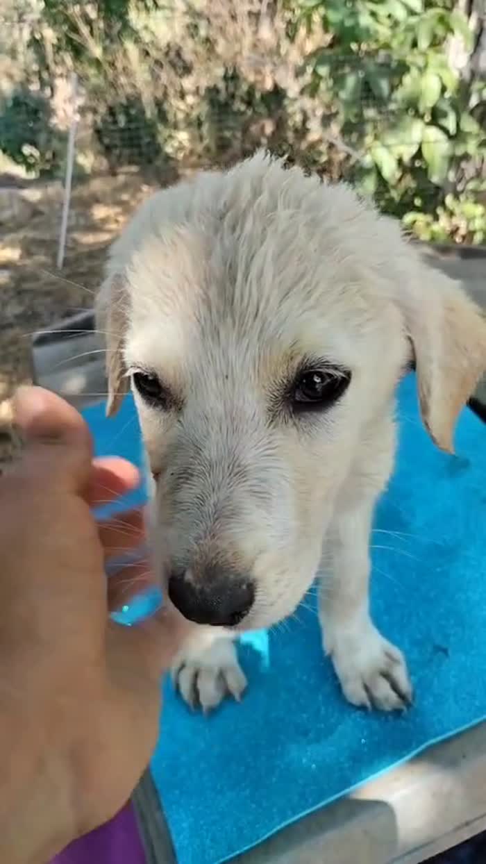 Sammy dolce cucciolo simil Labrador cerca casa - media 7