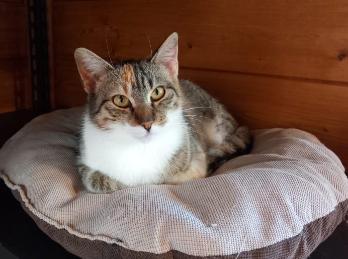 Karina, splendida micia in adozione!