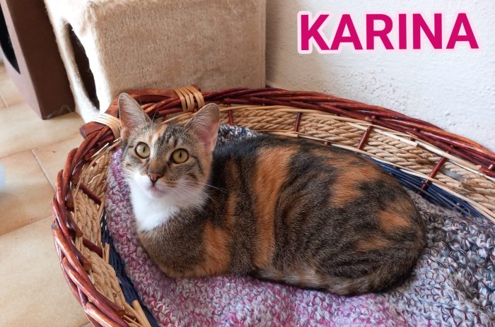 Karina, splendida micia in adozione!
