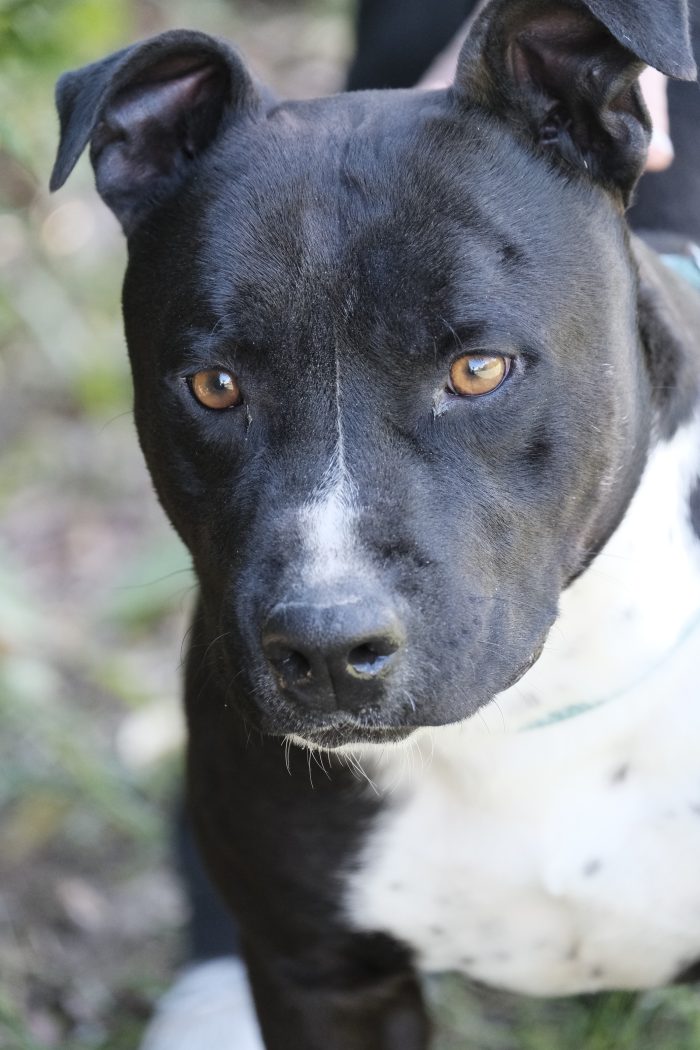 Amstaff dal carattere dolcissimo