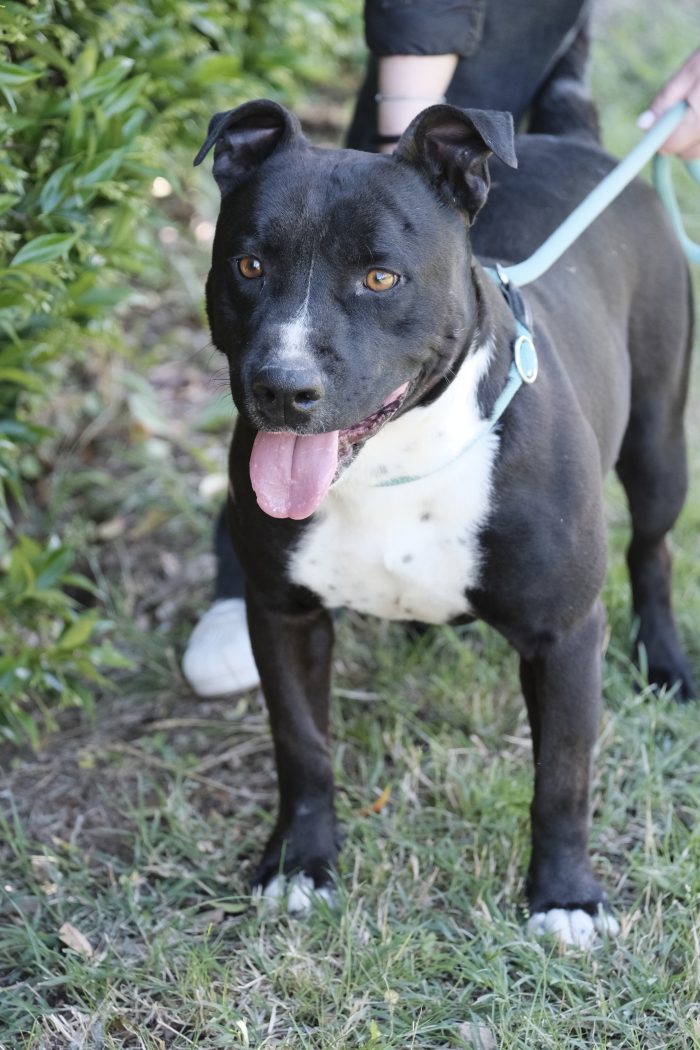 Amstaff dal carattere dolcissimo