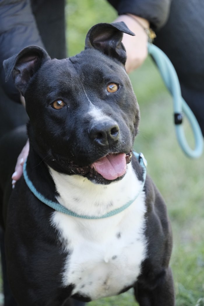 Amstaff dal carattere dolcissimo