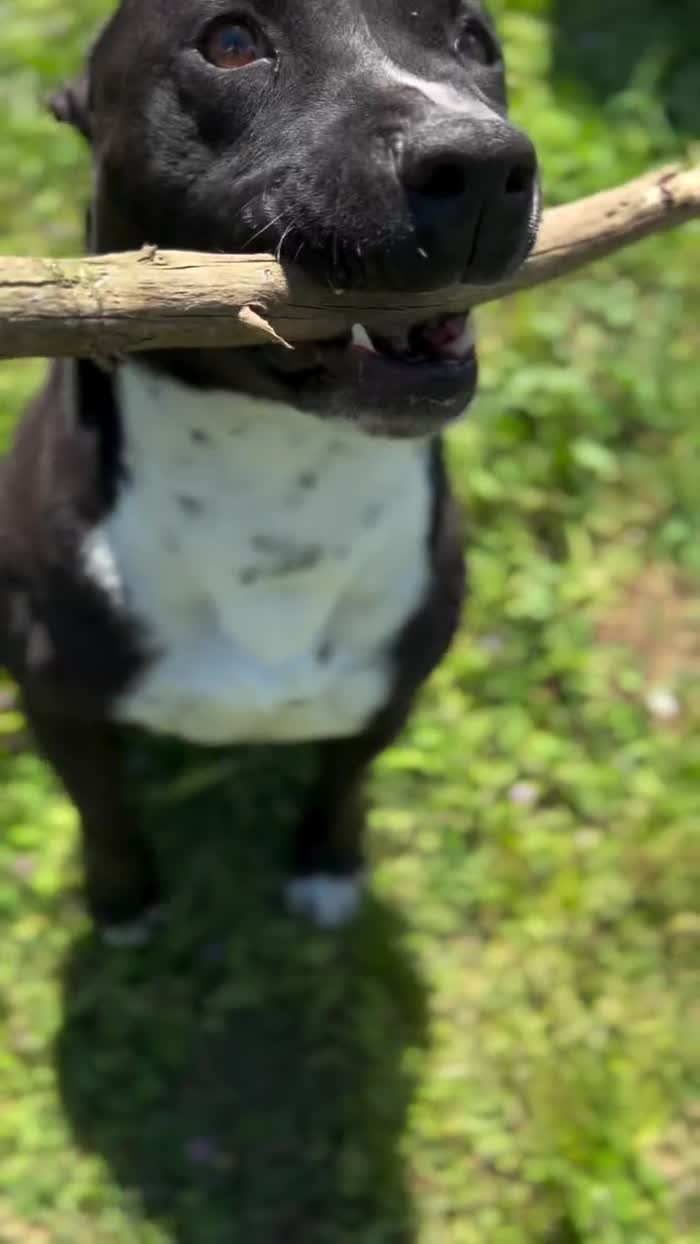 Amstaff dal carattere dolcissimo - media 4