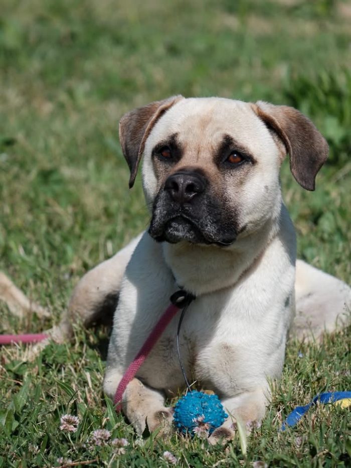 Simil Mastiff in cerca di una mamma o un papà