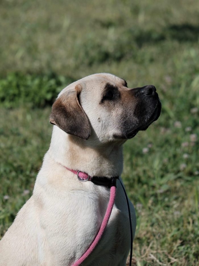 Simil Mastiff in cerca di una mamma o un papà