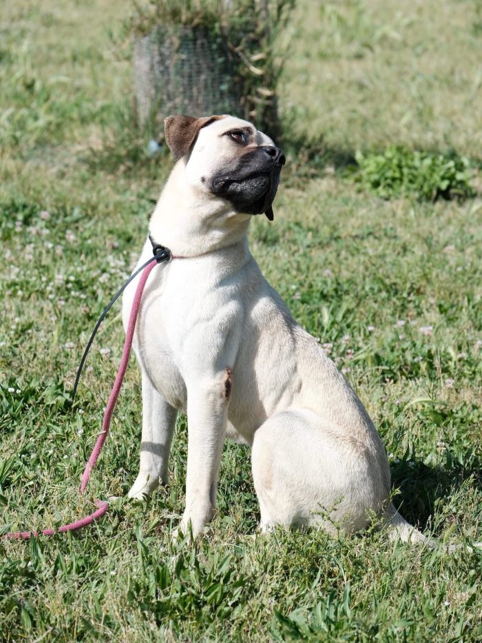 Simil Mastiff in cerca di una mamma o un papà