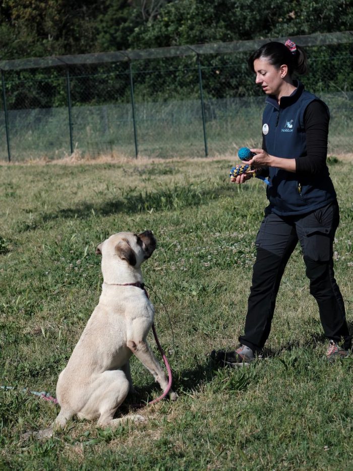 Simil Mastiff in cerca di una mamma o un papà - media 4