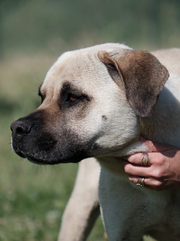 Simil Mastiff in cerca di una mamma o un papà - media 5