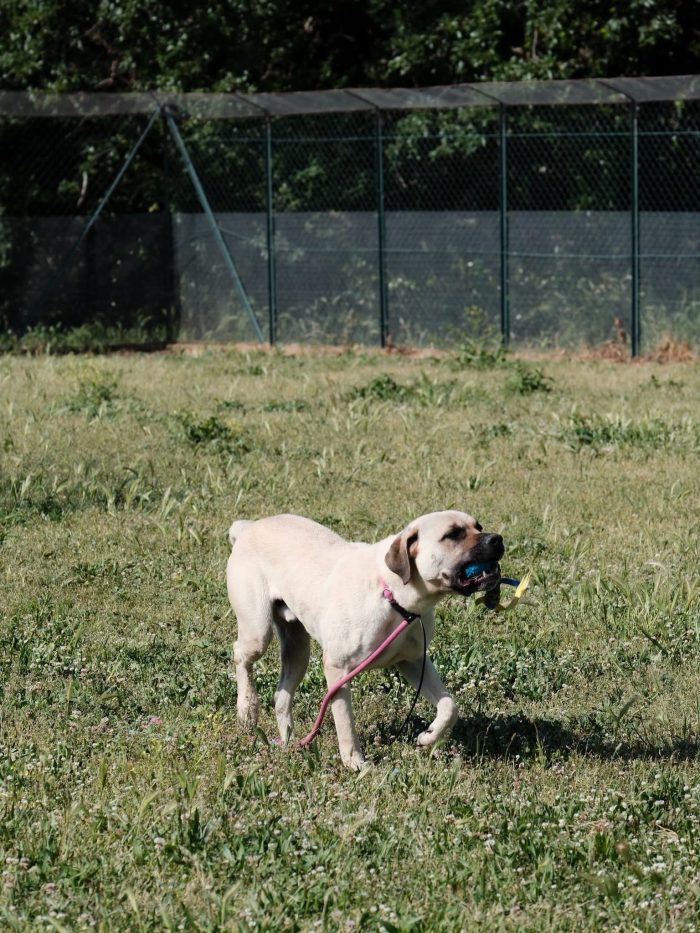 Simil Mastiff in cerca di una mamma o un papà - media 6