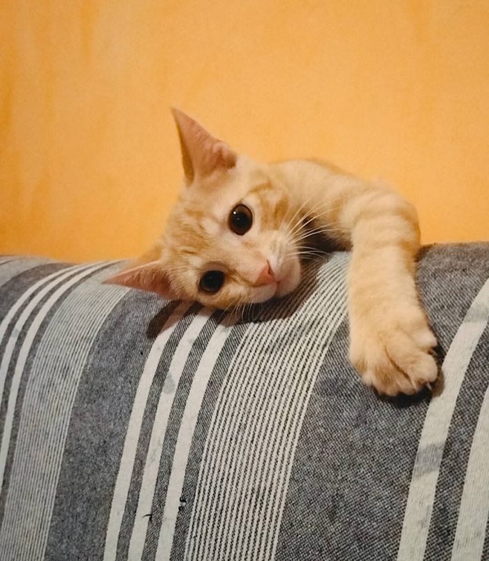 Giuliano 3 mesi