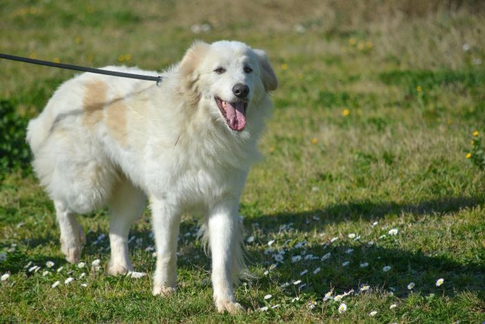 Meticcio bellissimo