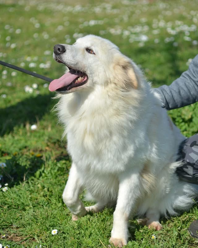Meticcio bellissimo