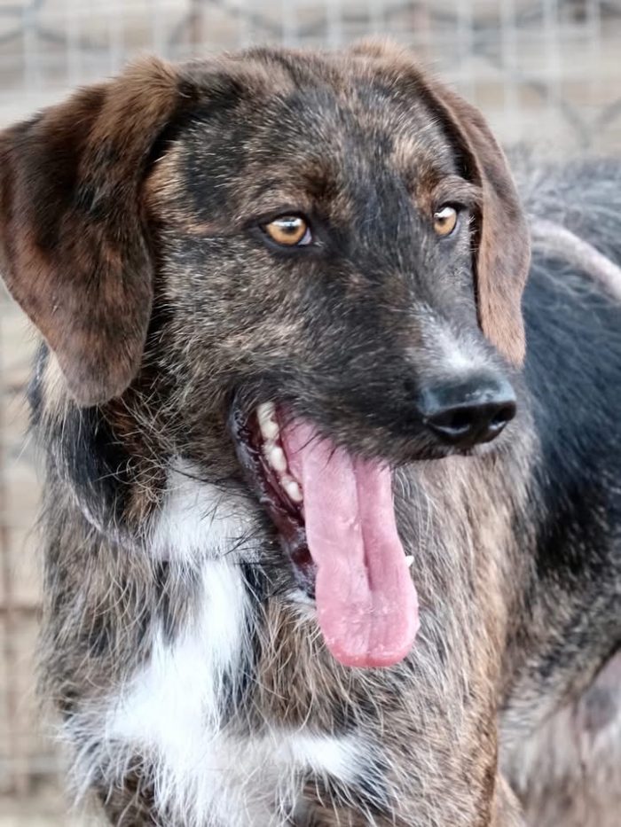 Cagnolino di taglia media contenuta
