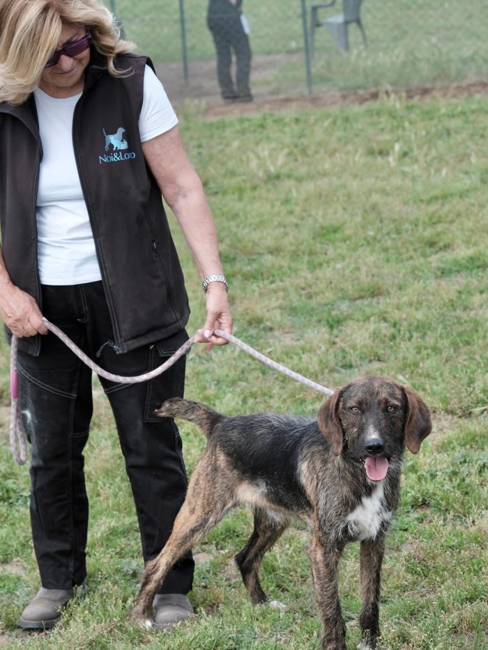 Cagnolino di taglia media contenuta