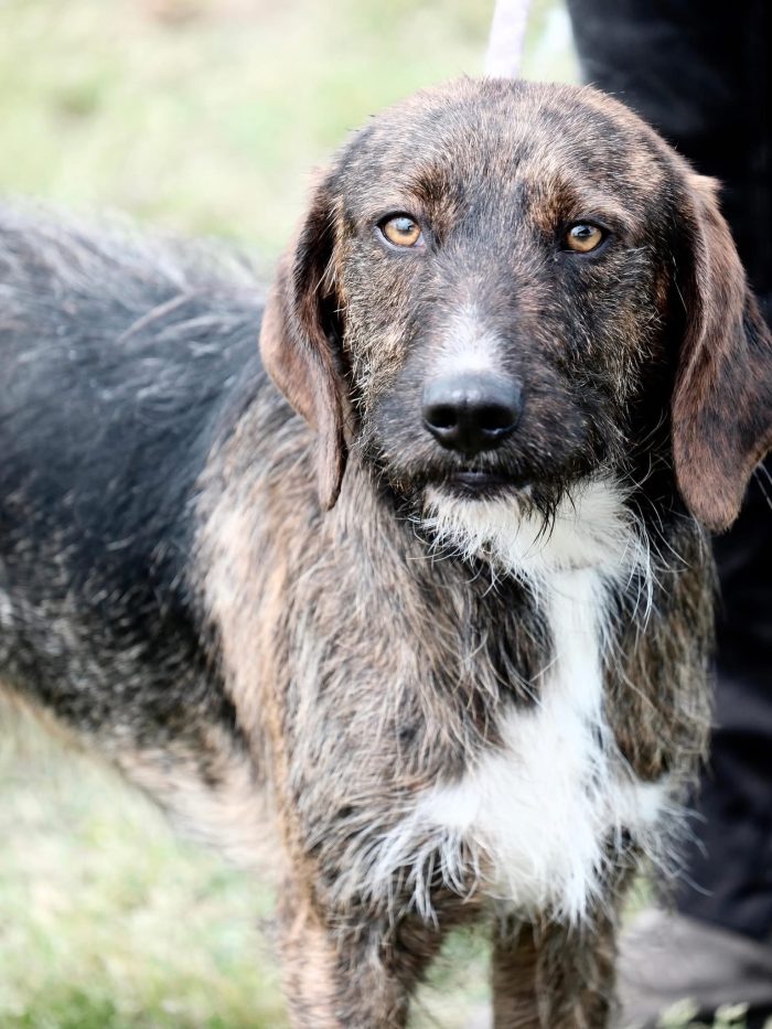 Cagnolino di taglia media contenuta - media 4