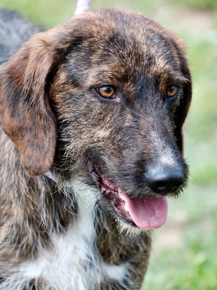 Cagnolino di taglia media contenuta