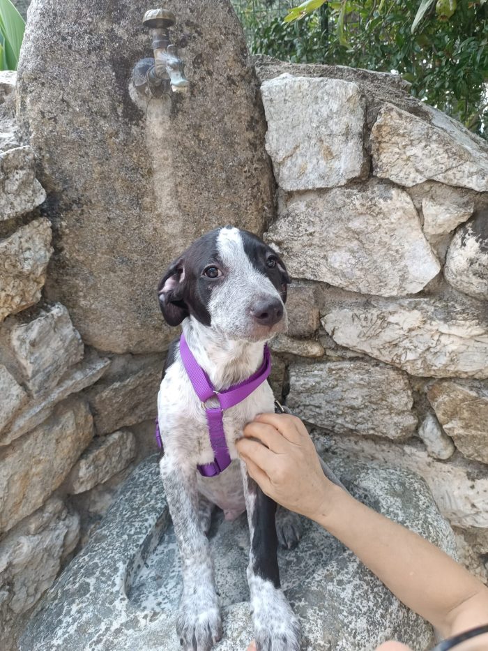 💚REMÌ, MERAVIGLIOSO DOLCE CUCCIOLO, CERCA  ADOZIONE 🏠