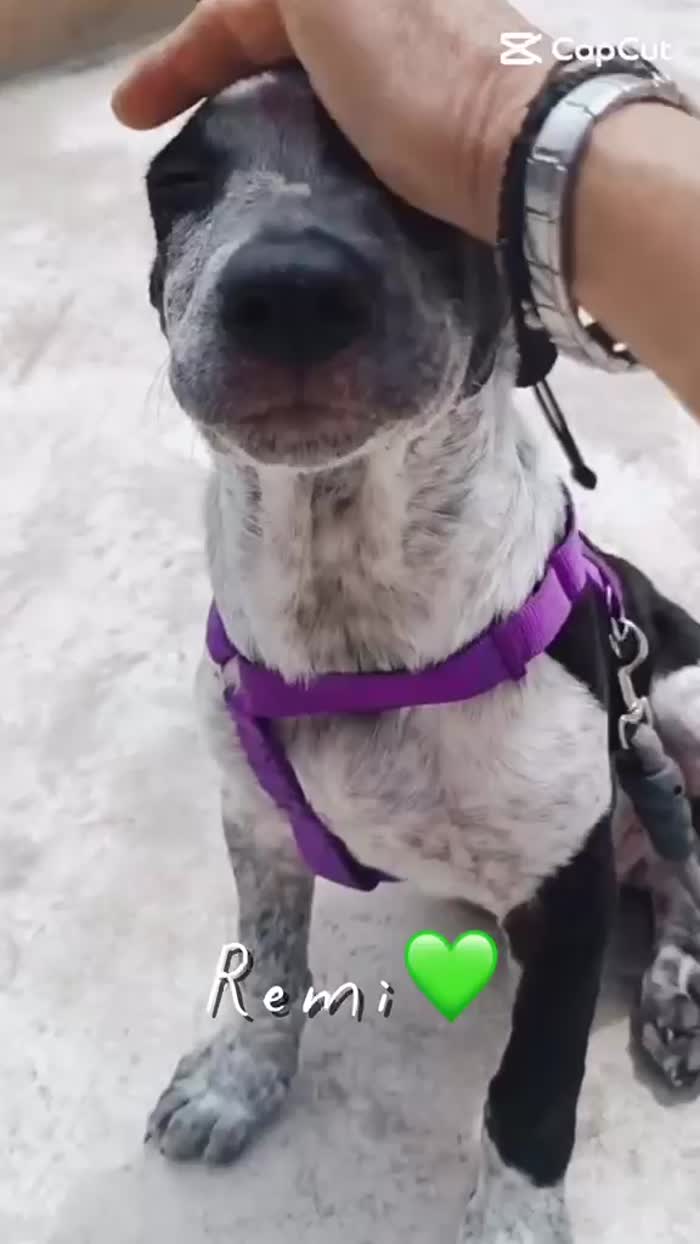 💚REMÌ, MERAVIGLIOSO DOLCE CUCCIOLO, CERCA  ADOZIONE 🏠 - media 5