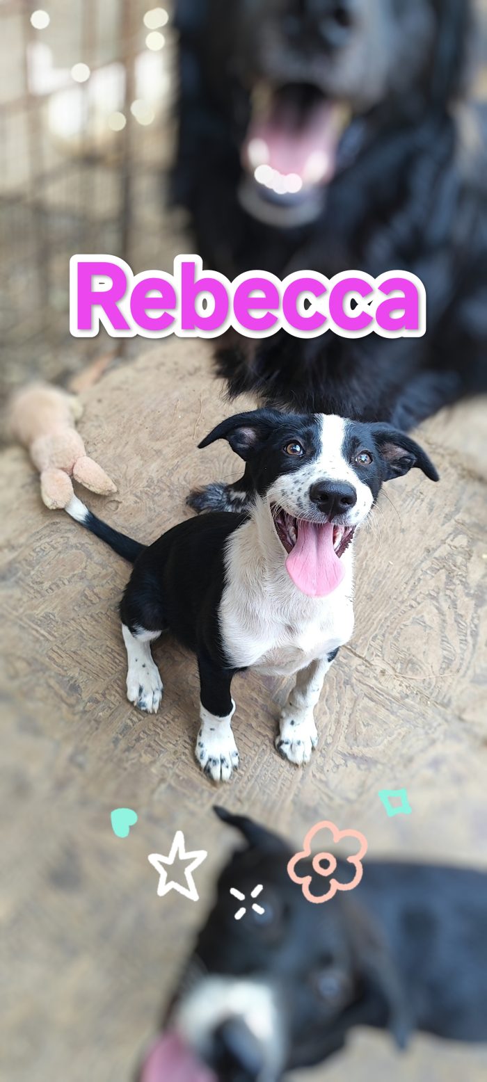 Rebecca splendida cucciola ,cerca casa
