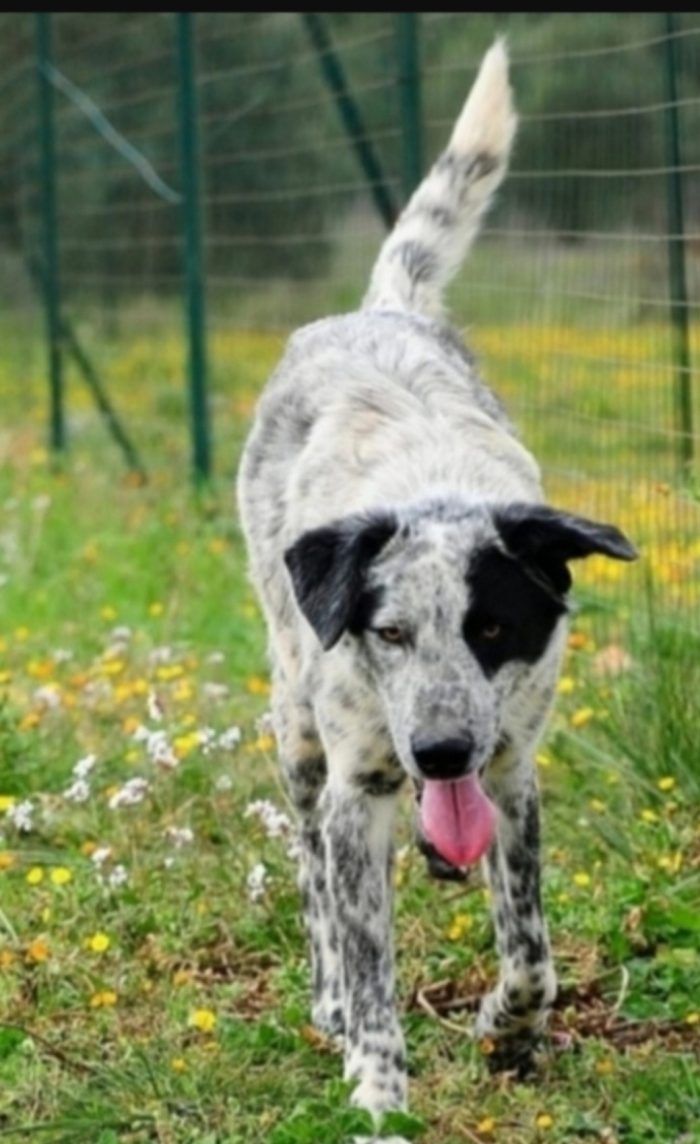 Furia circa 3anni tg grandina aspetta da cucciolo BARI