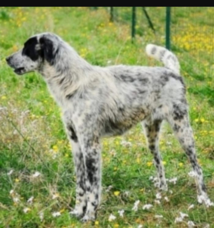 Furia circa 3anni tg grandina aspetta da cucciolo BARI