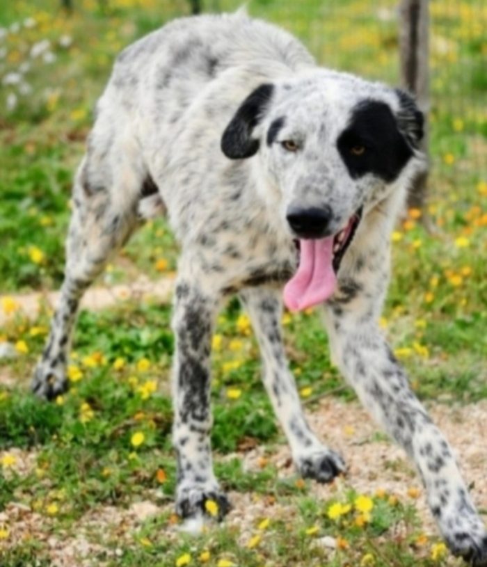 Furia circa 3anni tg grandina aspetta da cucciolo BARI