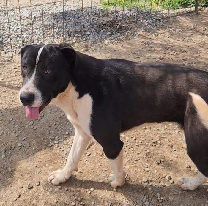Mix molossini splendidi 1anno crescono in rifugio.SOS CASA COSENZA
