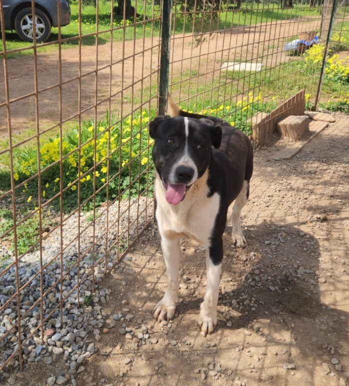 Mix molossini splendidi 1anno crescono in rifugio.SOS CASA COSENZA