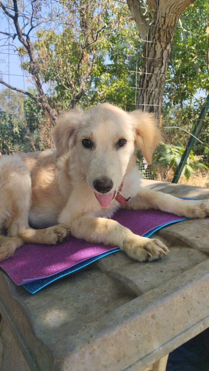 ✨ALBA, MERAVIGLIOSA DOLCE CUCCIOLA SIMIL GOLDEN RETRIEVER, CERCA CONDIVISIONI E ADOZIONE 🏠