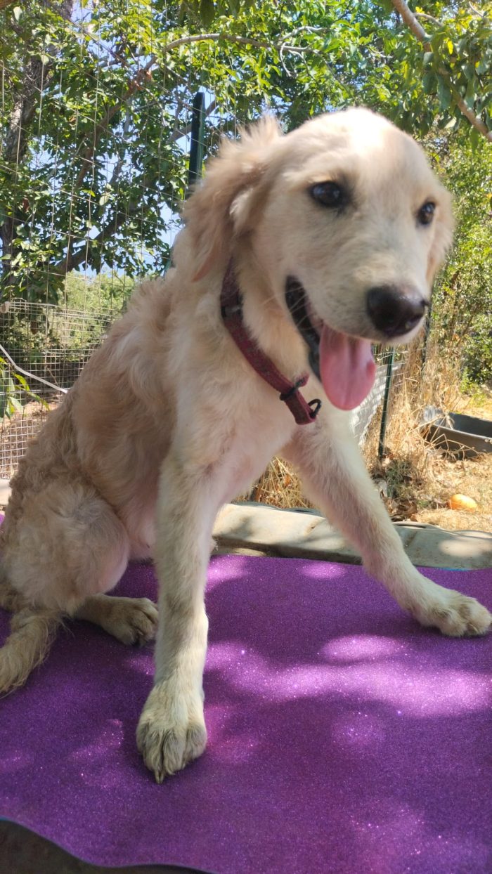 ✨ALBA, MERAVIGLIOSA DOLCE CUCCIOLA SIMIL GOLDEN RETRIEVER, CERCA CONDIVISIONI E ADOZIONE 🏠