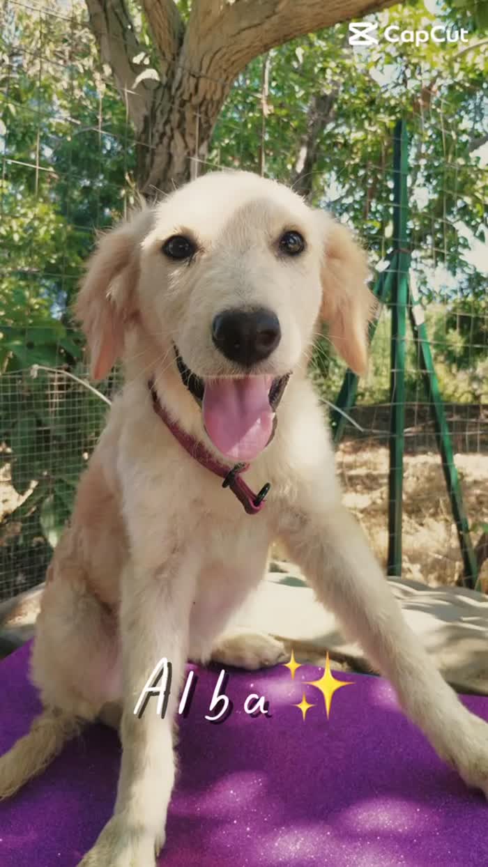 ✨ALBA, MERAVIGLIOSA DOLCE CUCCIOLA SIMIL GOLDEN RETRIEVER, CERCA CONDIVISIONI E ADOZIONE 🏠 - media 7