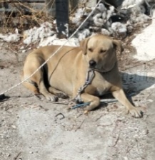 Leila 3/4anni simil Labrador non vive granché bene!!