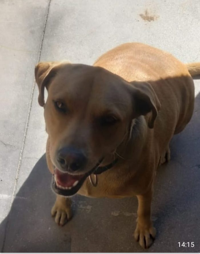 Leila 3/4anni simil Labrador non vive granché bene!! - media 4