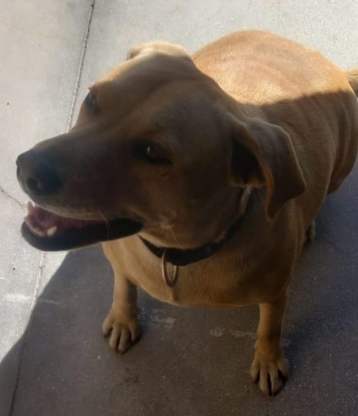Leila 3/4anni simil Labrador non vive granché bene!!