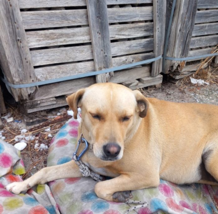 Leila 3/4anni simil Labrador non vive granché bene!!