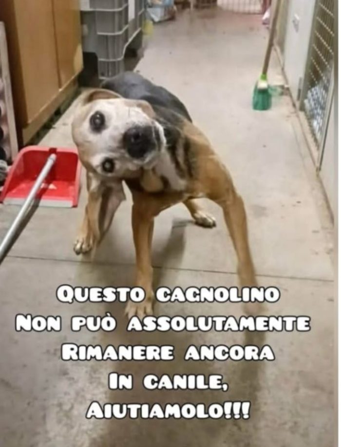 Nonnino 14anni con sindrome vestibolare in canile SOLO MARCHE