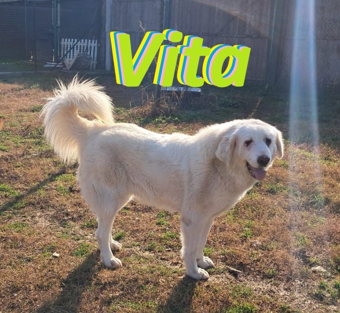 VITA, cagnolona dolcissima in cerca di una bella famiglia