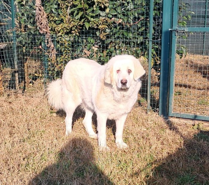 VITA, cagnolona dolcissima in cerca di una bella famiglia