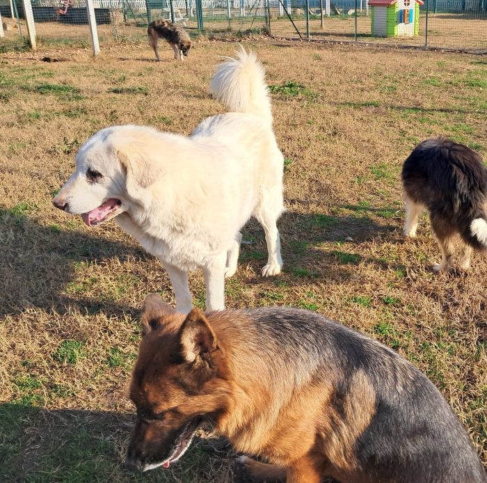 VITA, cagnolona dolcissima in cerca di una bella famiglia - media 4