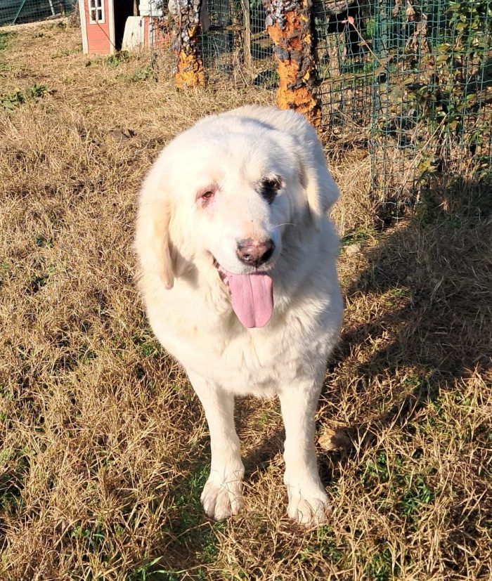 VITA, cagnolona dolcissima in cerca di una bella famiglia