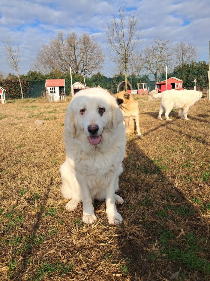 VITA, cagnolona dolcissima in cerca di una bella famiglia - media 6