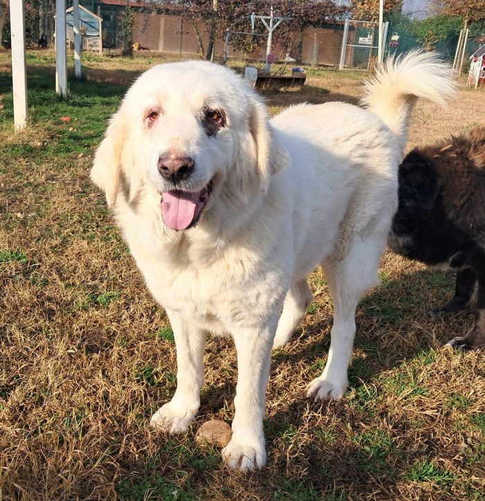 VITA, cagnolona dolcissima in cerca di una bella famiglia - media 8