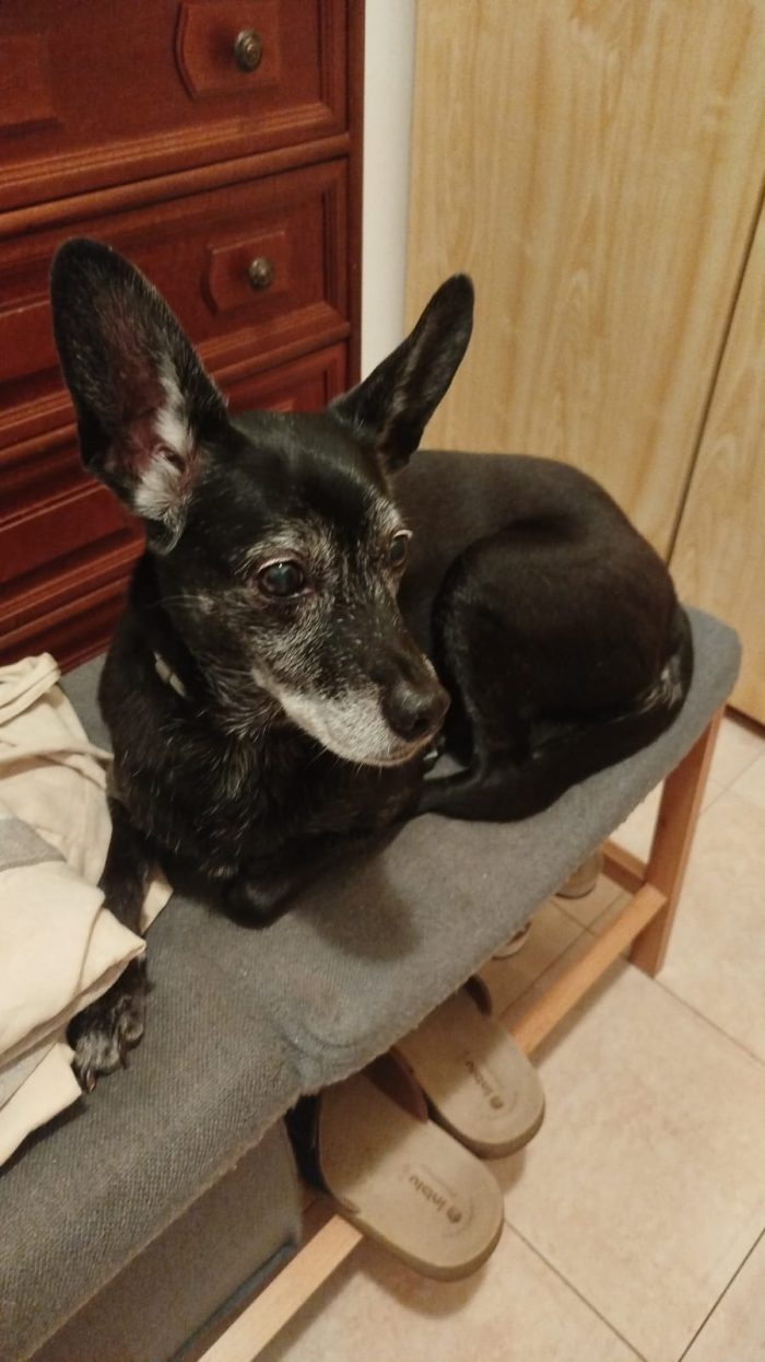 Mia, dolcissima vecchietta cerca famiglia amorevole