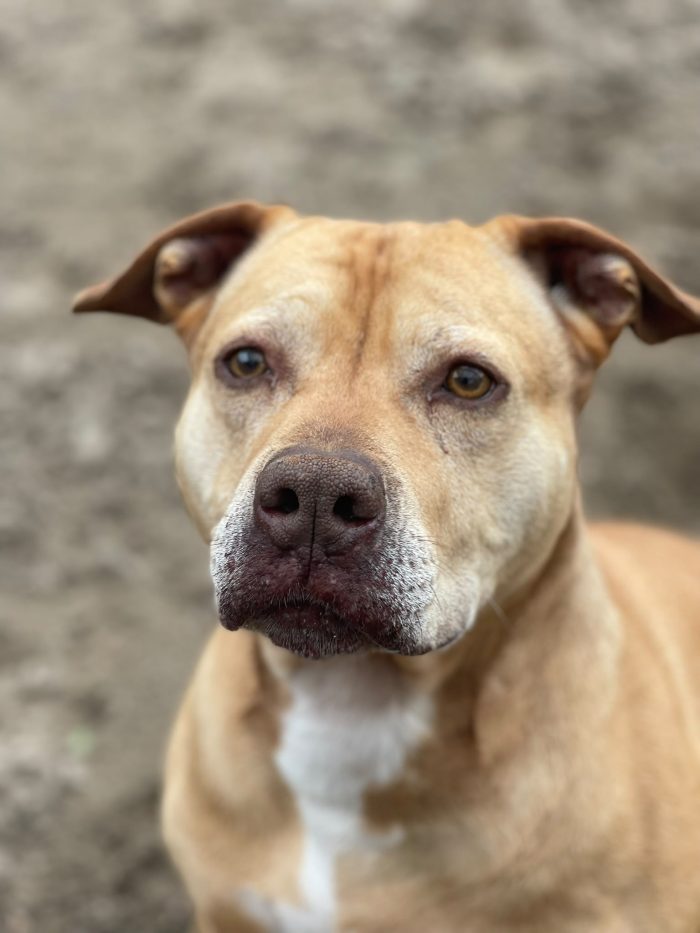 Pitbull Red Nose femmina 8anni quasi tutti di canile! NAPOLI