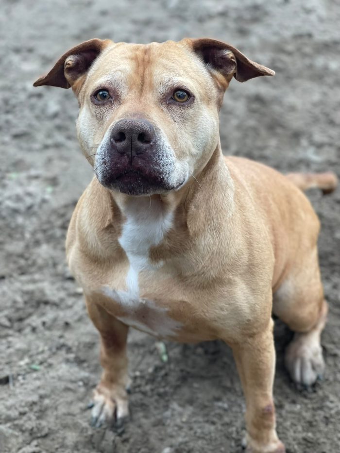 Pitbull Red Nose femmina 8anni quasi tutti di canile! NAPOLI - media 4