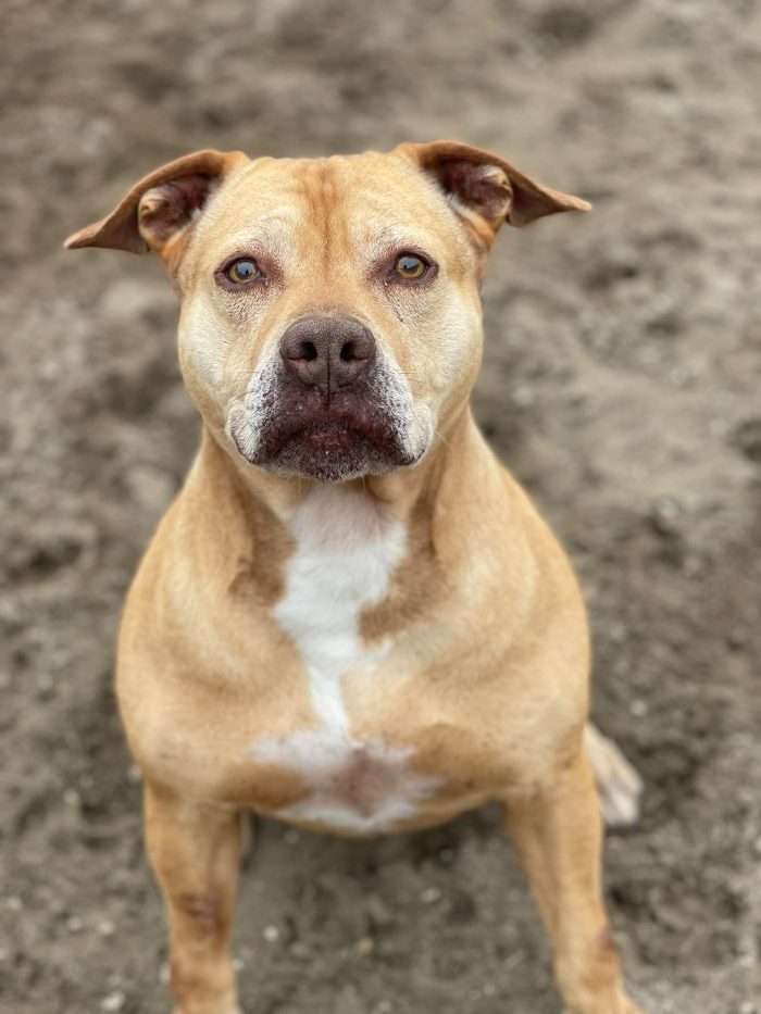 Pitbull Red Nose femmina 8anni quasi tutti di canile! NAPOLI