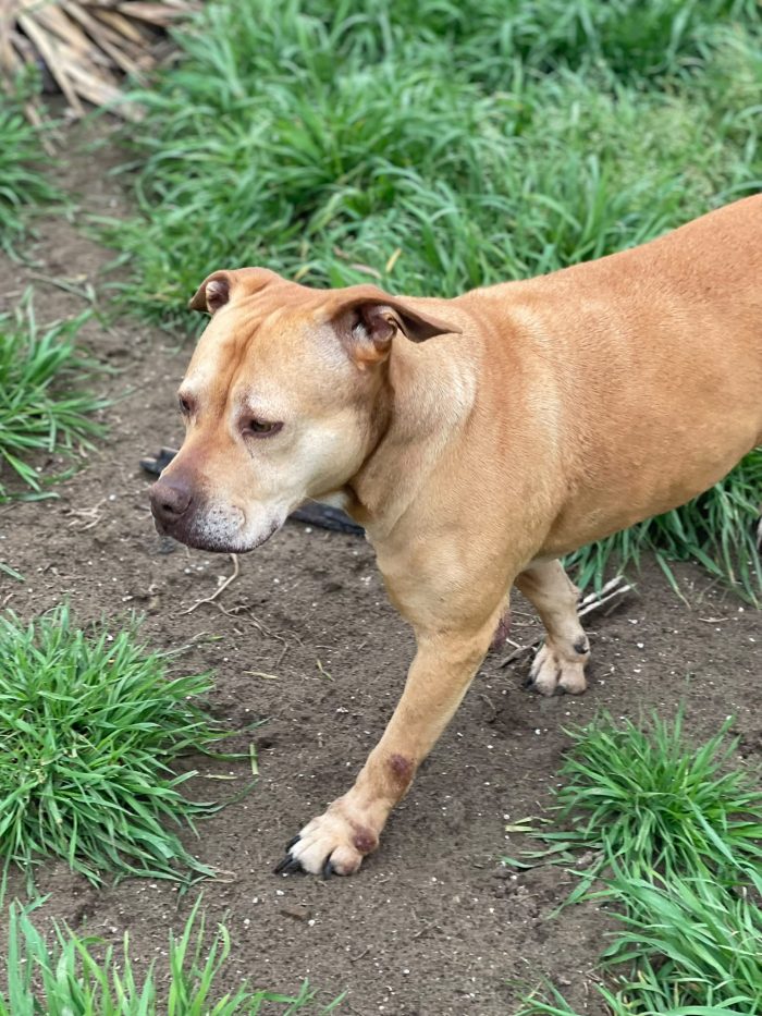 Pitbull Red Nose femmina 8anni quasi tutti di canile! NAPOLI - media 5